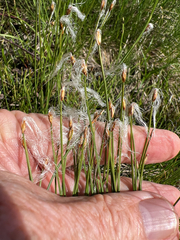 Trichophorum alpinum, photograph author not stated, no rights reserved