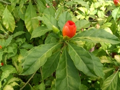 Leuenbergeria bleo