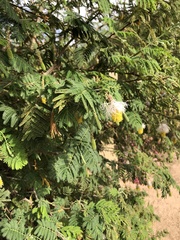 Dichrostachys cinerea