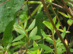 Haloragis erecta erecta