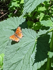 Polygonia satyrus
