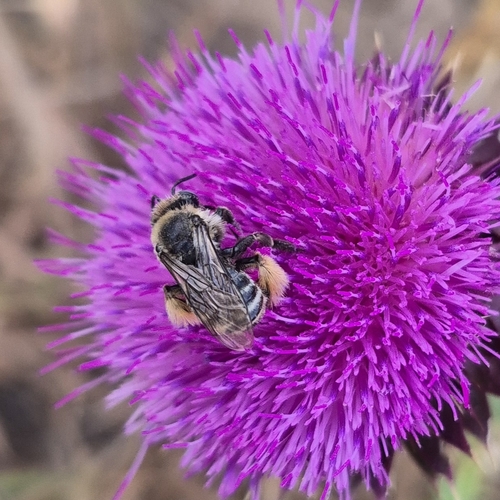 Western Thistle Longhorn Bee