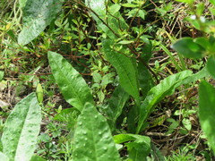 Haloragis erecta erecta