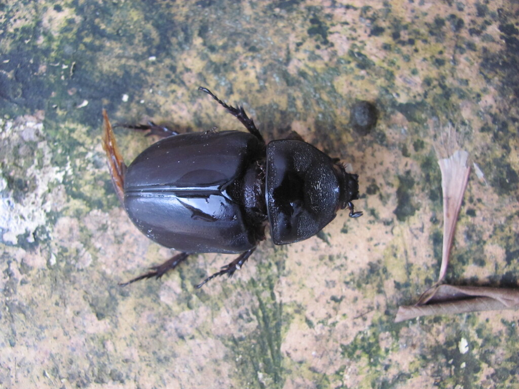 Ox beetle (Strategus aloeus)