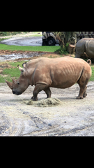 Rhinocerotidae