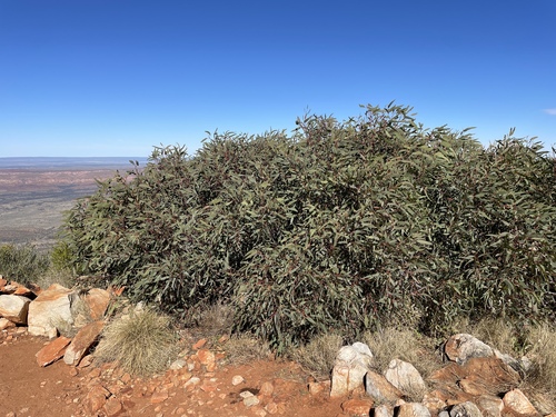 Eucalyptus gillenii, 2026-07-11