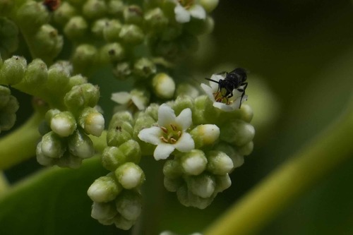Hylaeus anthracinus observed 2026-07-24