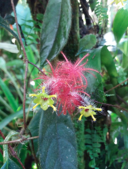 Columnea minor