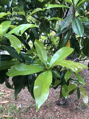 Magnolia grandiflora