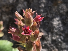 Telesonix heucheriformis, photograph author not stated, no rights reserved