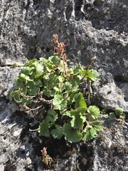 Telesonix heucheriformis, photograph author not stated, no rights reserved