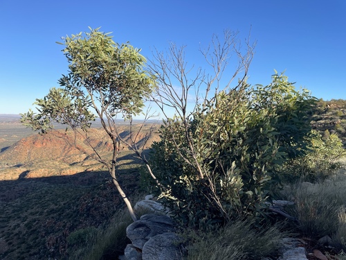 Eucalyptus gillenii, 2026-07-11