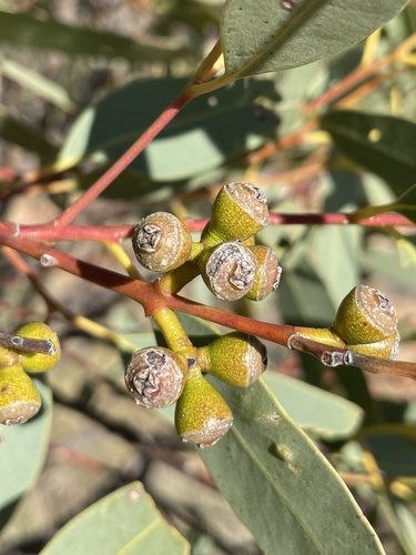 Eucalyptus gillenii, 2026-07-11