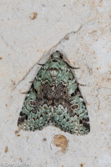 Maliattha concinnimacula