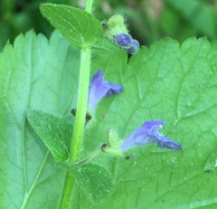 Scutellaria parvula australis