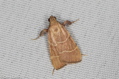 Parachma ochracealis