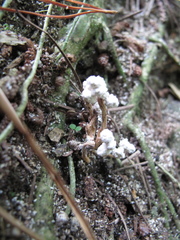 Cordyceps sinclairii