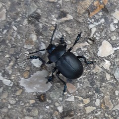 Timarcha tenebricosa