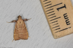 Parachma ochracealis