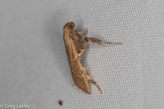 Parachma ochracealis