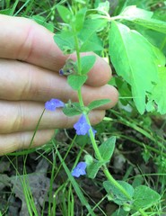 Scutellaria parvula australis