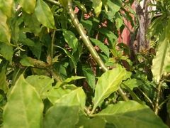 Leuenbergeria bleo