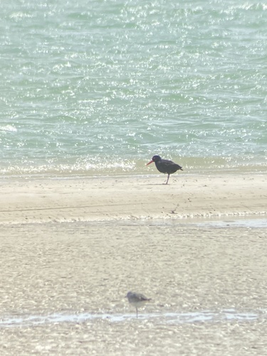 iNaturalist image