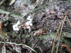 Cordyceps sinclairii