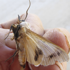 Ophiusa parcemacula