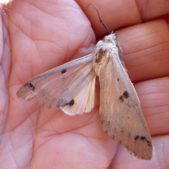 Ophiusa parcemacula