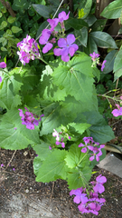 Lunaria annua