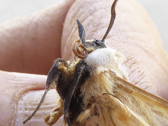 Ophiusa parcemacula