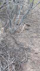 Crotalus atrox