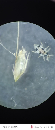 Semidalis