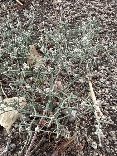 Roundleaf Buckwheat
