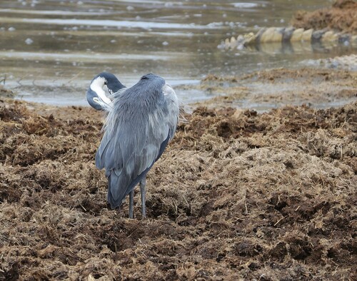 iNaturalist: (c) pilgrim123, some rights reserved (CC BY-NC), uploaded by pilgrim123 iNaturalist image