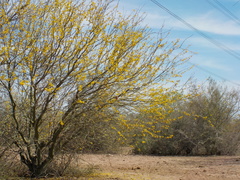 Parkinsonia