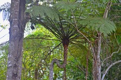 Cyathea delgadii