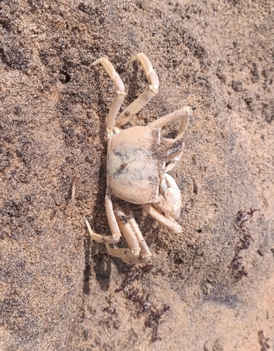 Tufted Ghost Crab