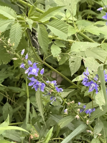 tall bellflower