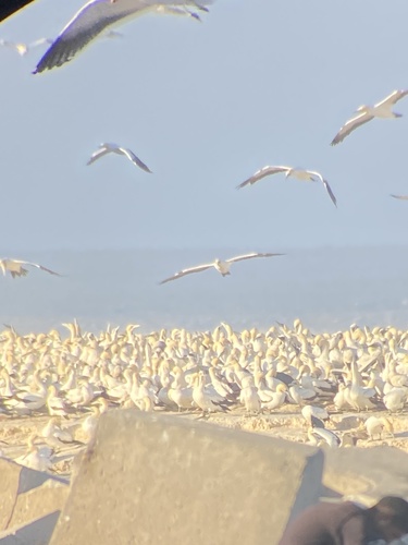 iNaturalist: (c) Braydon Luikart, some rights reserved (CC BY-NC), uploaded by Braydon Luikart iNaturalist image