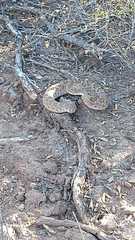 Crotalus atrox