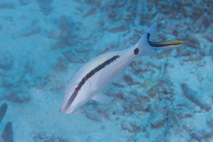 Parupeneus barberinus