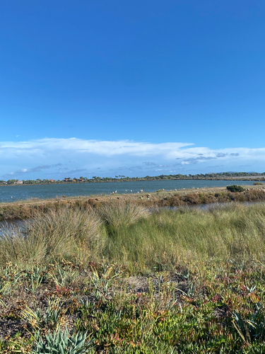 iNaturalist image