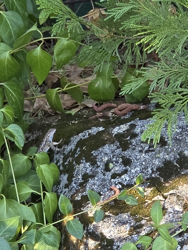 iNaturalist observation photo of Western Fence Lizard