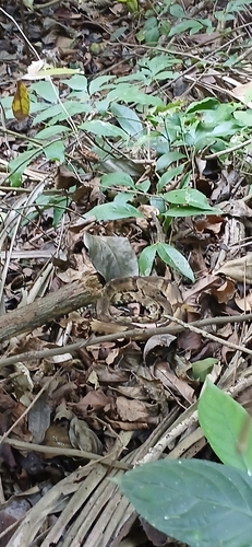 Yarará Lancehead