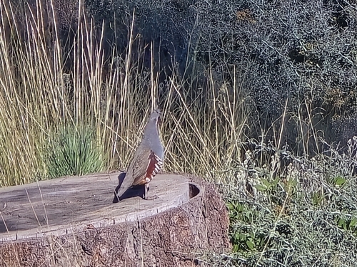 iNaturalist observation photo of Mountain Quail