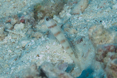 Amblyeleotris steinitzi