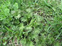 Ligularia przewalskii