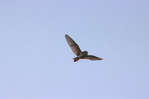 American Barn Owl